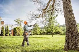 How Our Tree Care Process Works  in  Curtice, OH