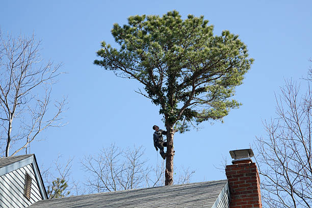 Best Utility Line Clearance  in Curtice, OH